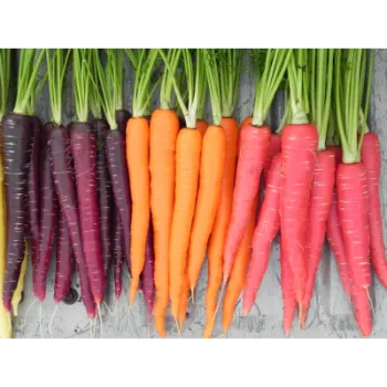 Fresh Red Carrot